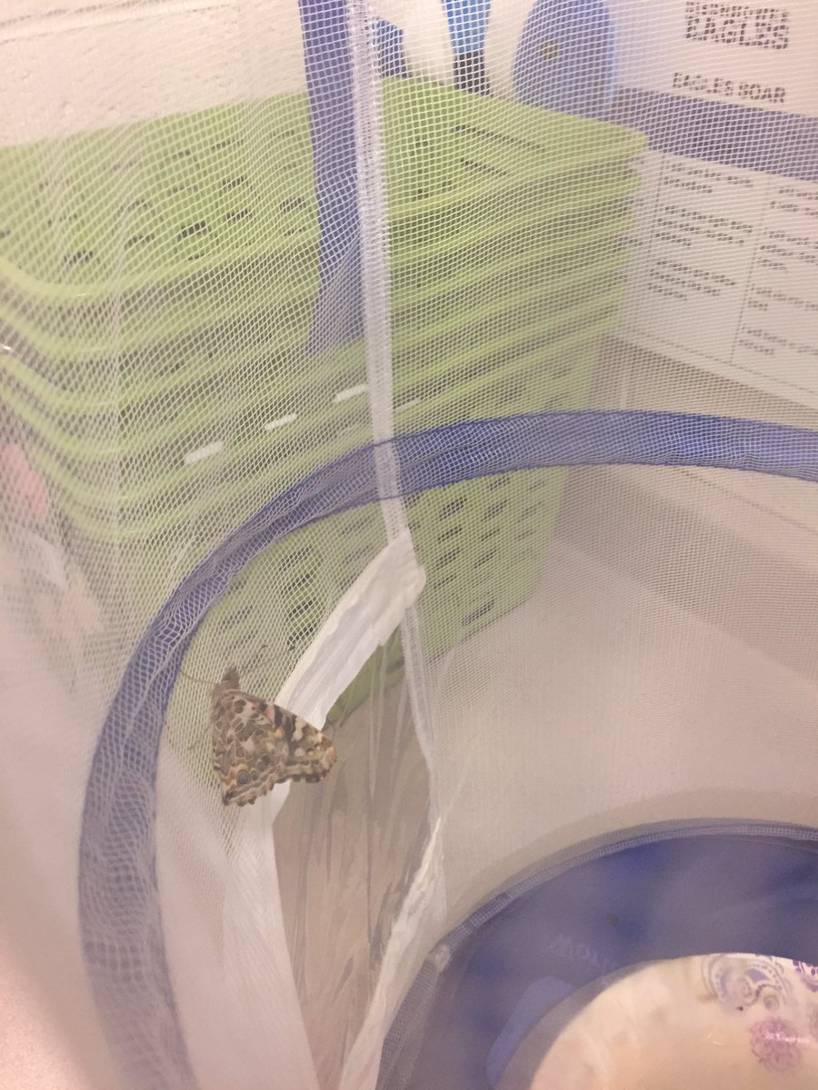 MrsGgrade1's tweet photo. Today was a bittersweet day! We released our butterflies. So much fun learning about the butterfly life cycle. #ikefraser #Fraserfamily https://t.co/1vOkOlxDmw