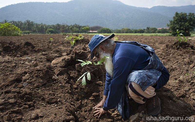 SadhguruJV's tweet image. Planting a tree is an enormous expression of love. You never know if you will enjoy its shade or fruits, but you know someone will. #SadhguruQuotes