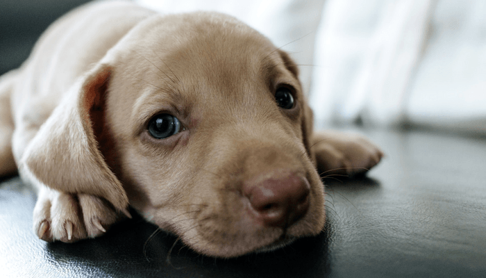 Good_Doggies's tweet photo. How to Deal with the Three Most Common Dog Behavior Problems https://t.co/SY13t0MeYf https://t.co/w9dMrU3M37