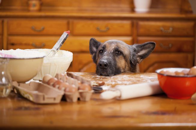 Good_Doggies's tweet photo. 10 Things To Know Before Cooking Homemade Dog Food for your Dog https://t.co/xPrdykJjCn https://t.co/FZ9jSoFVTV