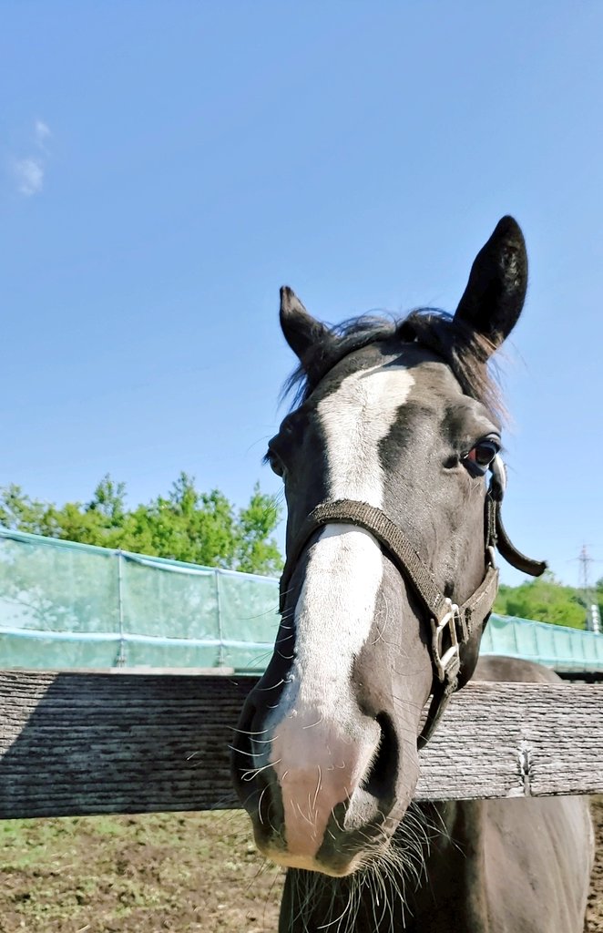 うまたく على تويتر 一歳のオトコノコ イケメンです 競走馬にも 乗馬にもなれません でも 生きる道を探しています 可能性としては 繁殖の発情を確認するための当て馬 タマを取ってセン馬にしてペット お友達馬 どこかで需要があればお知らせ下さいませm