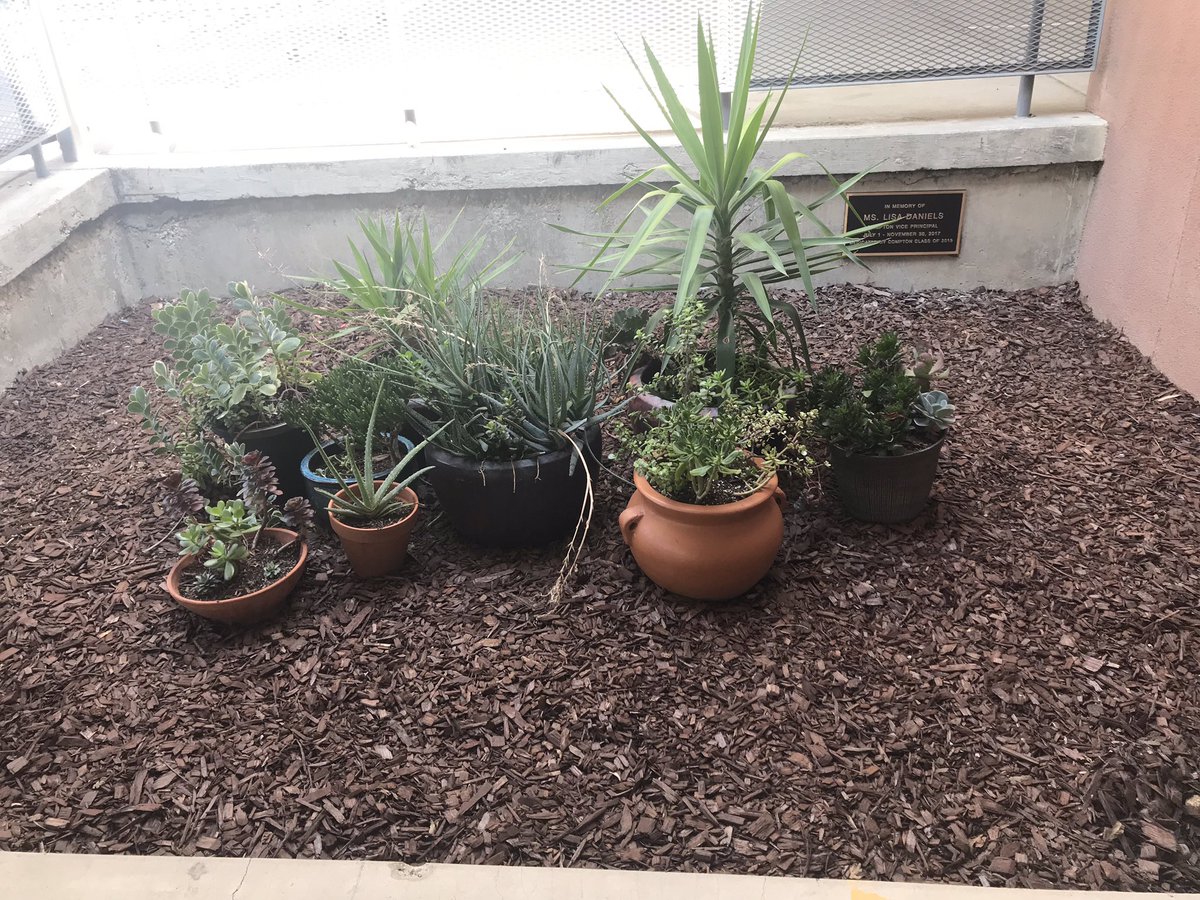princpayne's tweet photo. Compton’s 8th Grade student body funded a memorial garden for our Vice Principal, Lisa Daniels, who passed away last year. Always in our hearts.... #teambcsd #comptonjhs https://t.co/Nb32HaFh6q