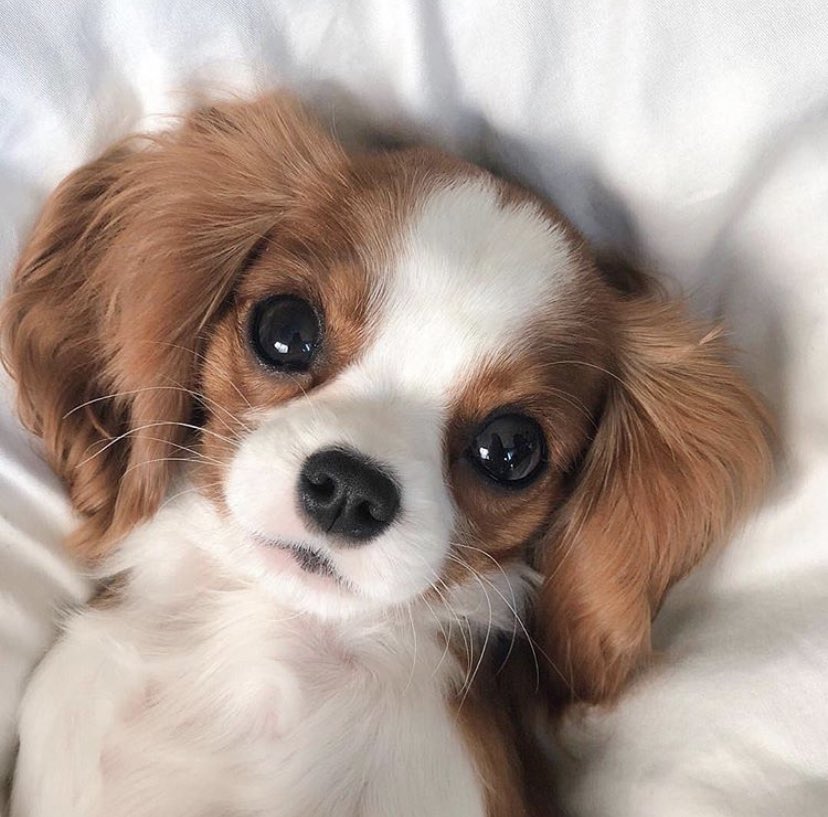 Custom Pet Gifts tweet media