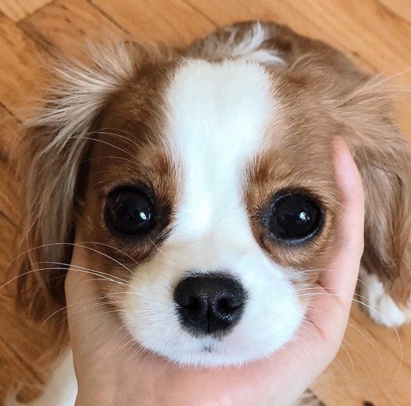 Custom Pet Gifts tweet media