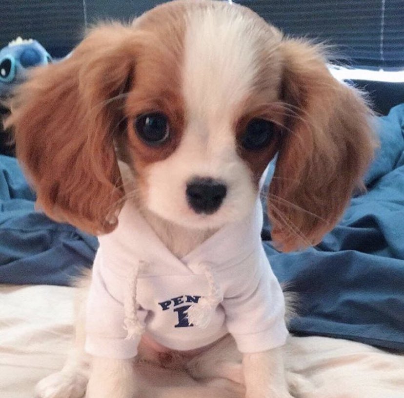 Custom Pet Gifts tweet media