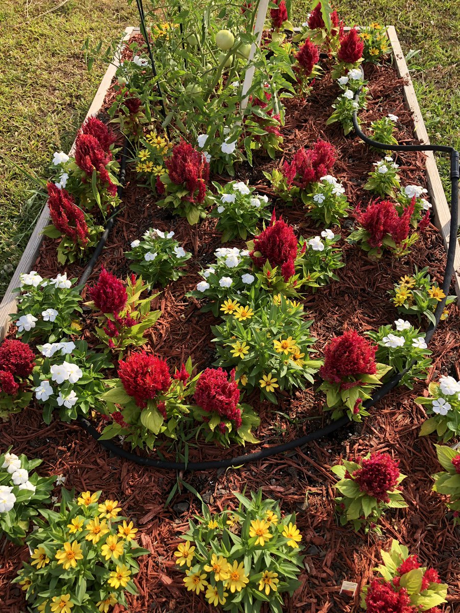 gespups's tweet photo. Look at the beautiful plants and vegetables in our Sensory Garden. Mrs. Watts, her family, Mr. Dumas and community volunteers are keeping them watered and weeded this summer. The tomatoes will be ready soon! #greatpups #communitysupport https://t.co/hQDhCtU6R8