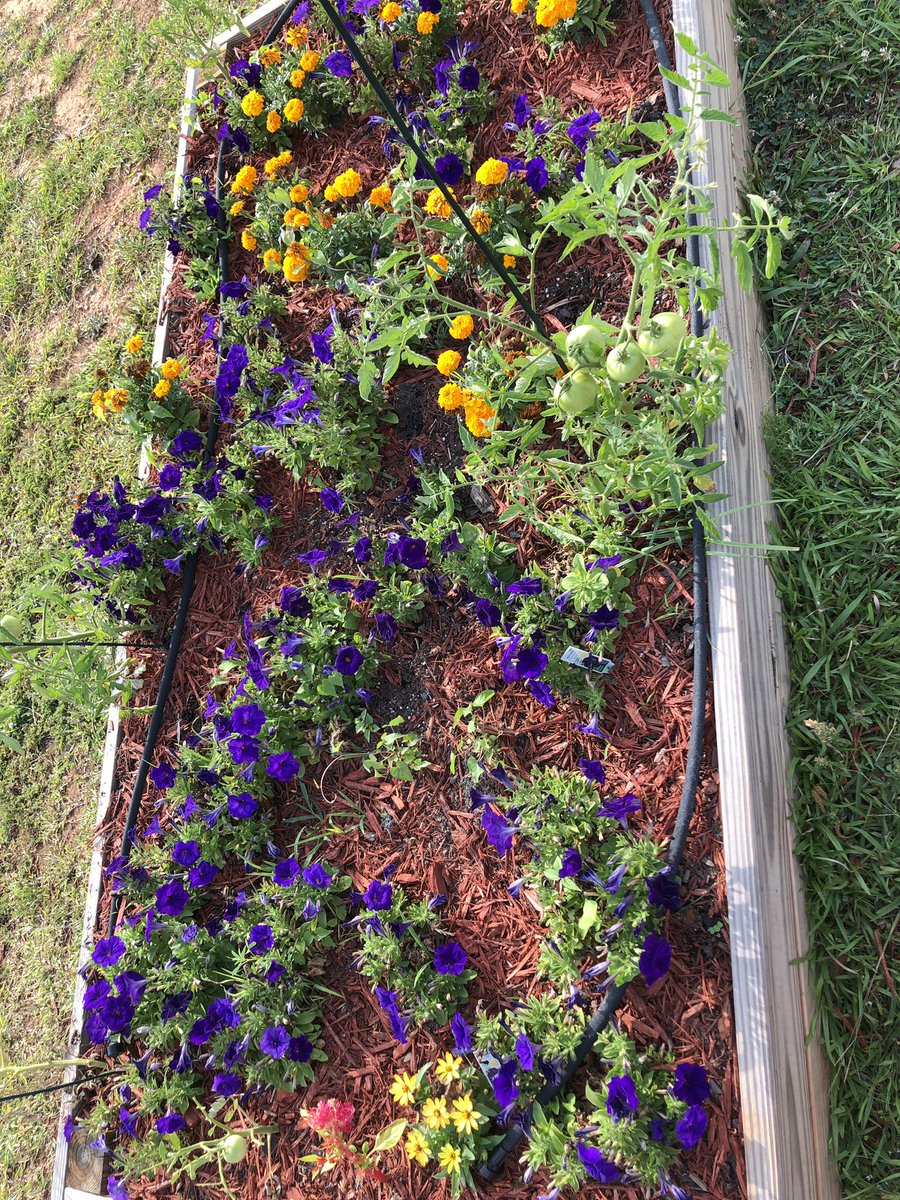 gespups's tweet photo. Look at the beautiful plants and vegetables in our Sensory Garden. Mrs. Watts, her family, Mr. Dumas and community volunteers are keeping them watered and weeded this summer. The tomatoes will be ready soon! #greatpups #communitysupport https://t.co/hQDhCtU6R8