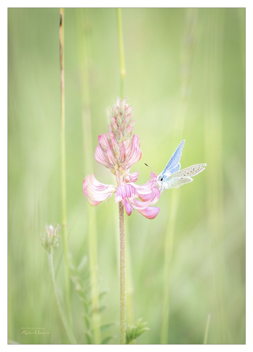 RikeMaurer's tweet photo. @AP_Magazine #Esparsette #Onobrychisviciifolia #Flowers #butterfly https://t.co/wOVp6ofqjS