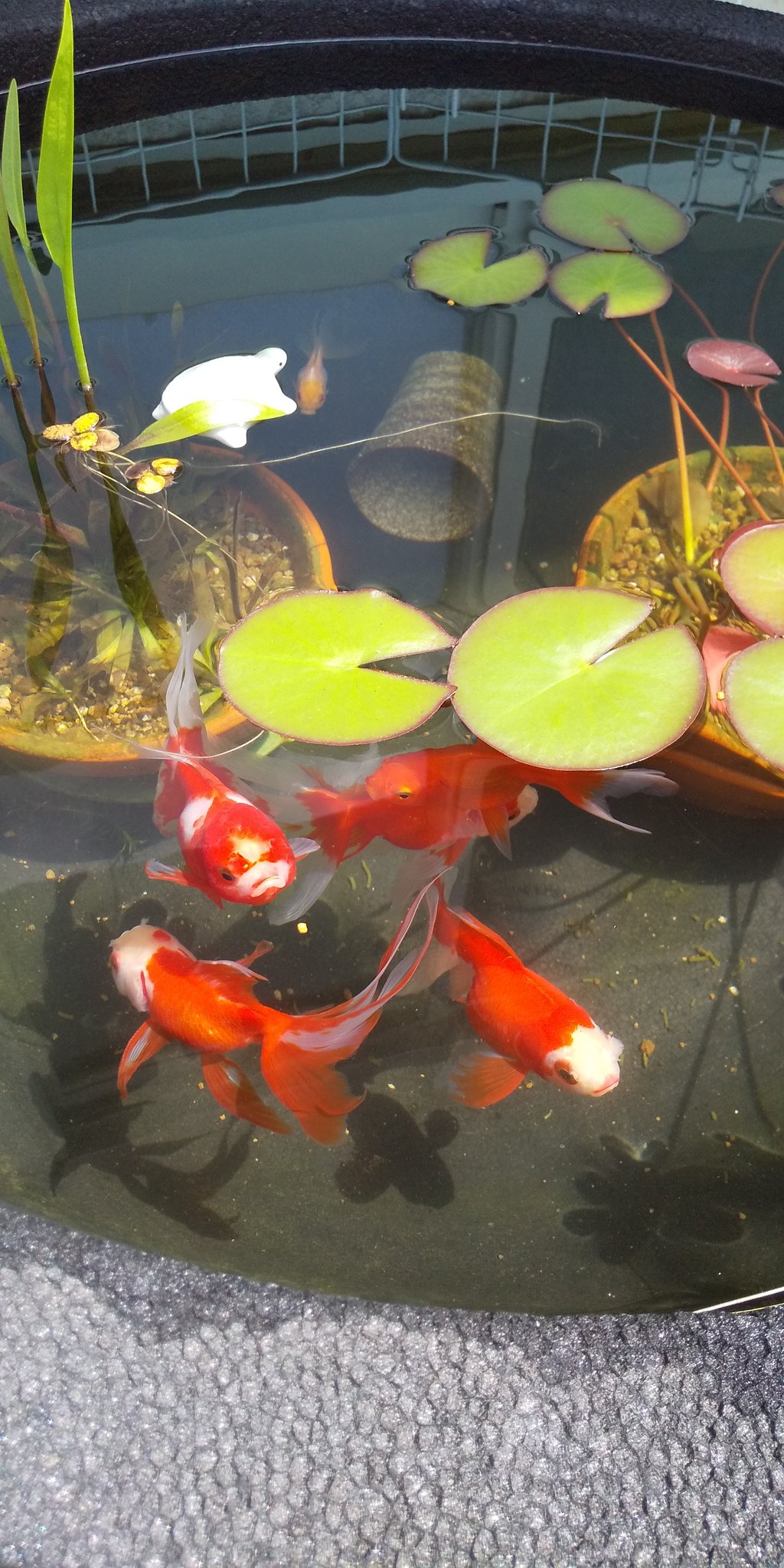 ａさの 実家におります 水替えしてすっきりの金魚睡蓮鉢とメダカ睡蓮鉢 金魚睡蓮鉢には親金魚が4匹と仔金魚が2匹 親金魚はなかなかふてぶてしい感じになって来てグッド 金魚日記 メダカ日記 睡蓮鉢日記 T Co Dyza3vq7nm Twitter