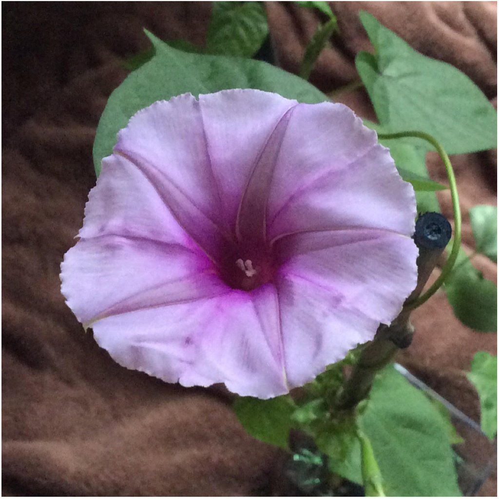 myseedneeds's tweet photo. Back in stock, but not for long! We have a limited supply. Get them while you can. Lavender Moonflower - 10 Seeds only $3.85 - ♥️ &amp; Follow #seedneeds #myseedneeds #seedpackets #seedpacket #garden #gardening #flowers #flowering #flowergarden #moonflower #moonvine #lavender https://t.co/OktLxqmA3X
