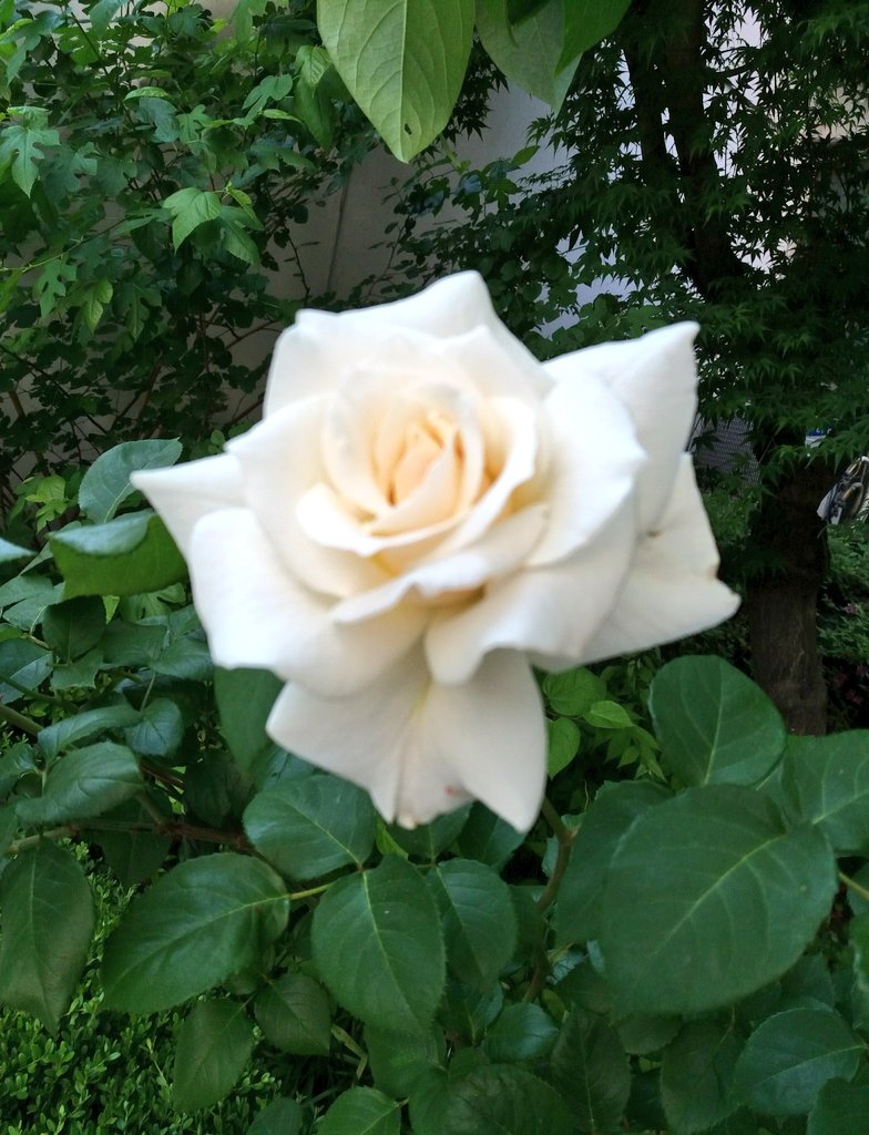 내게 온 하루에게
새 저고리를
갈아 입히면
고요의 스란치마에
꽃물이 든다

지금 막 나를 떠난 시간과
막 내게로 오는 시간은
어디서 만나
그 눈부신 몸을 섞을까

그게 궁금한 풀잎은
귀를 갈고
그걸 아는 돌들은
이마를 반짝인다

☆_내가 만지는 영원 중에서,이기철