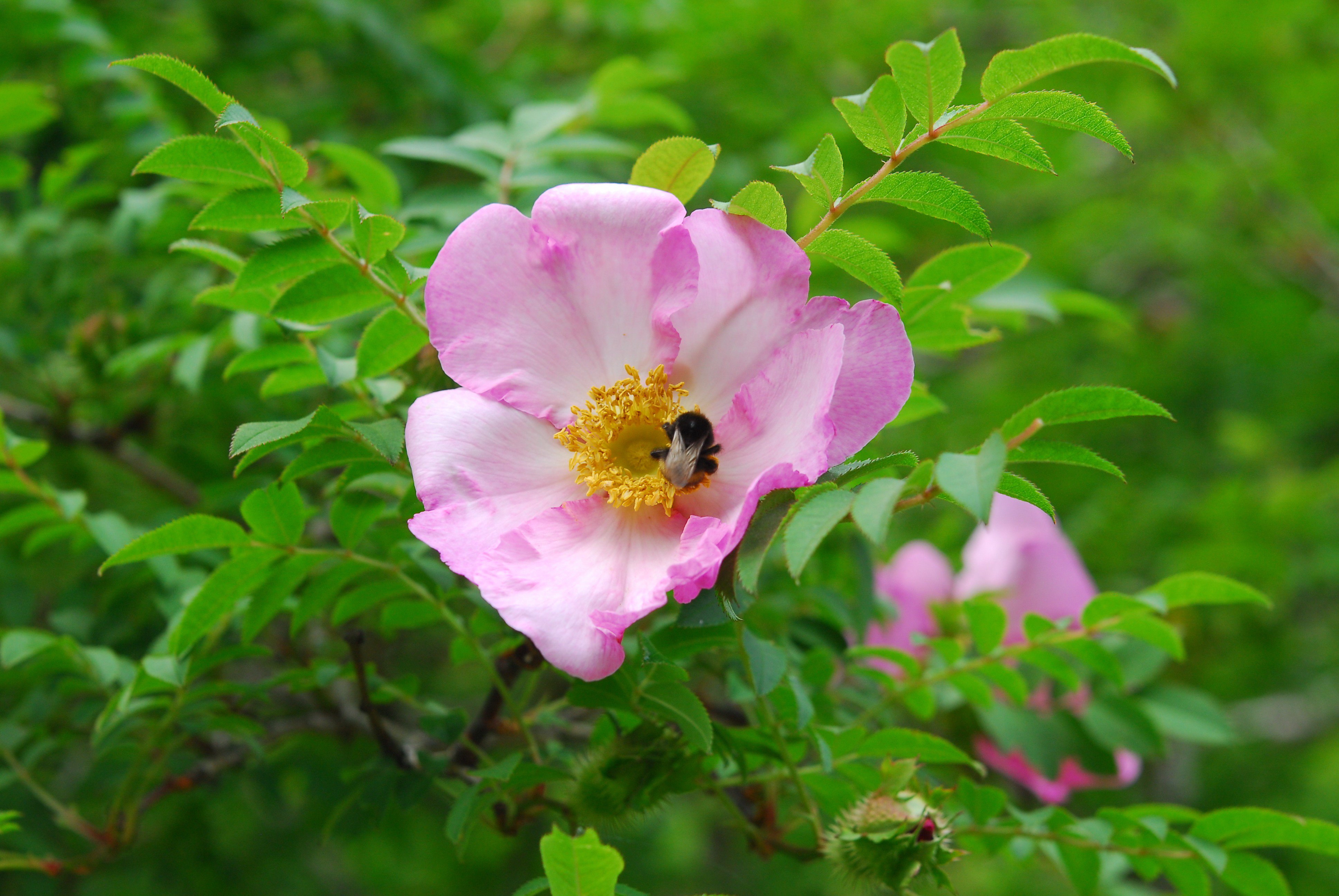 六甲高山植物園 バラの仲間いろいろ咲いています 桃色の花は サンショウバラ 葉っぱがサンショウの葉に似ているのでサンショウバラ サンショウの香りはしません 蜂たちが新しい花に続々と飛んできます 白とピンクの花は ハマナス の花 北国の