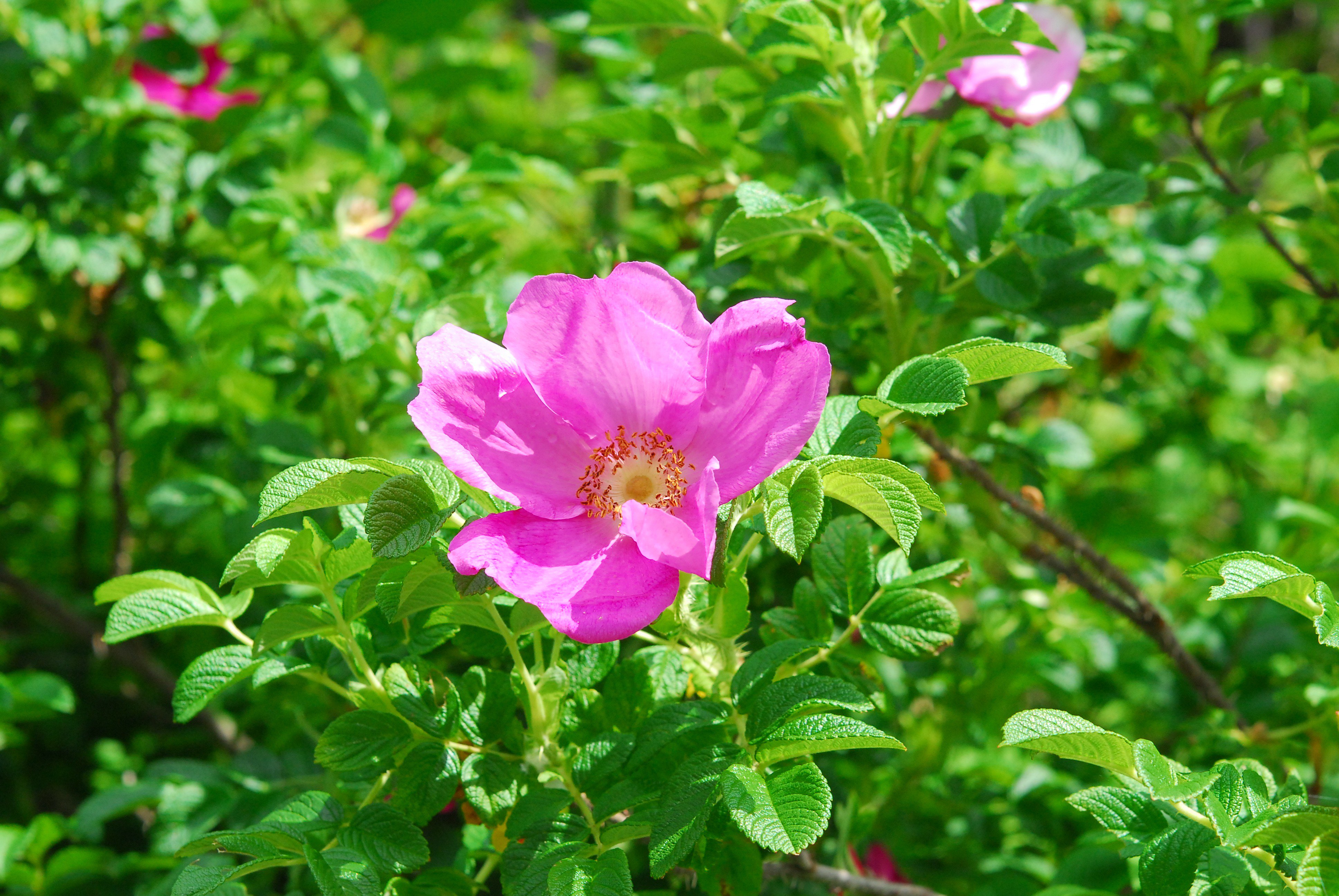 六甲高山植物園 バラの仲間いろいろ咲いています 桃色の花は サンショウバラ 葉っぱがサンショウの葉に似ているのでサンショウバラ サンショウの香りはしません 蜂たちが新しい花に続々と飛んできます 白とピンクの花は ハマナス の花 北国の
