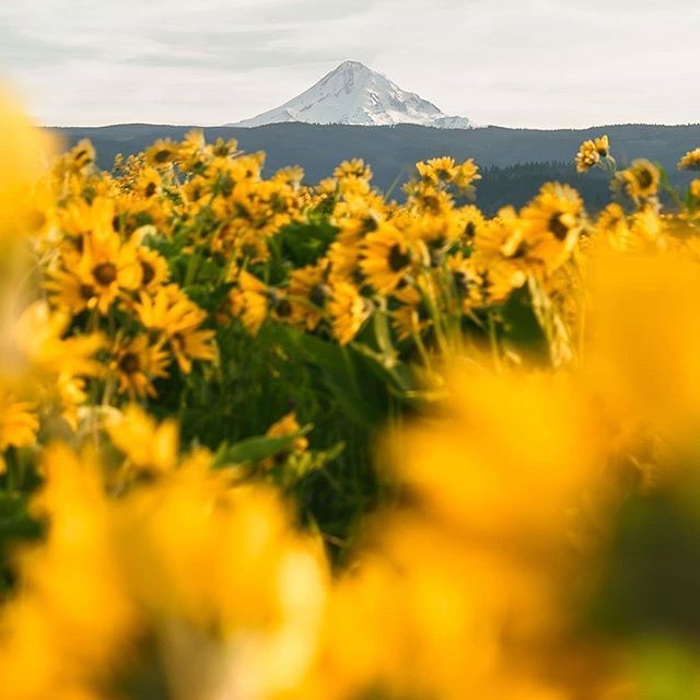 ExploredCo's tweet photo. Photo from @tullitha - Mount Hood - This image was the most popular feature on @oregonexplored this week - #OregonExplored is a member of the #ExploredCo family - #Oregon https://t.co/uy9baM8WxQ https://t.co/YMWEaGPxDI