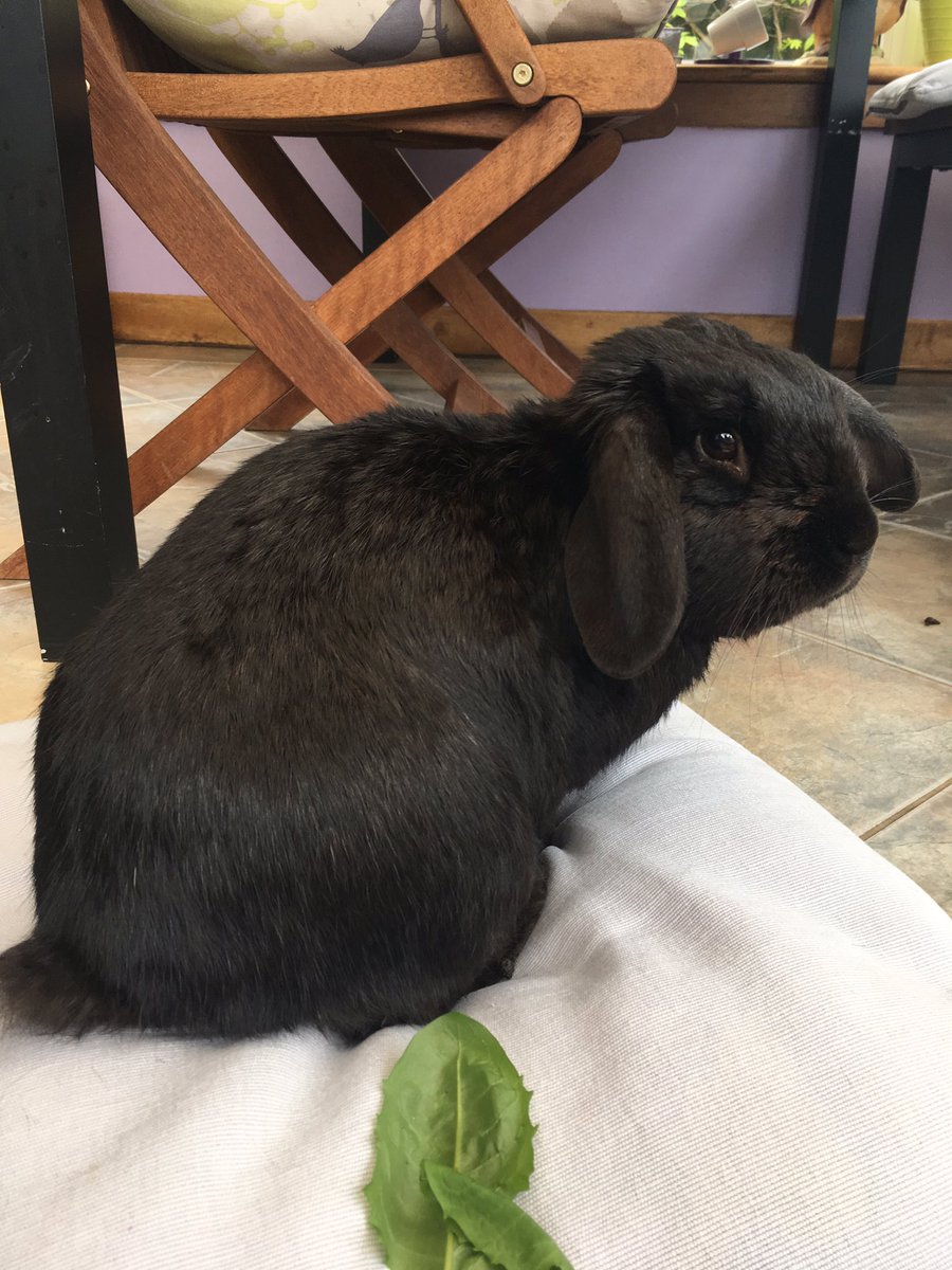 elegian02's tweet image. Anyone lost a large black/dark brown house rabbit in the Broomridge/Braehead, Stirling area? I found it in the garden this morning. Anyone who knows who it belongs to please message me. (Please retweet)

@Stirling_High @BraeheadP @BannockburnHigh @BraeheadGarden @StirlingCouncil