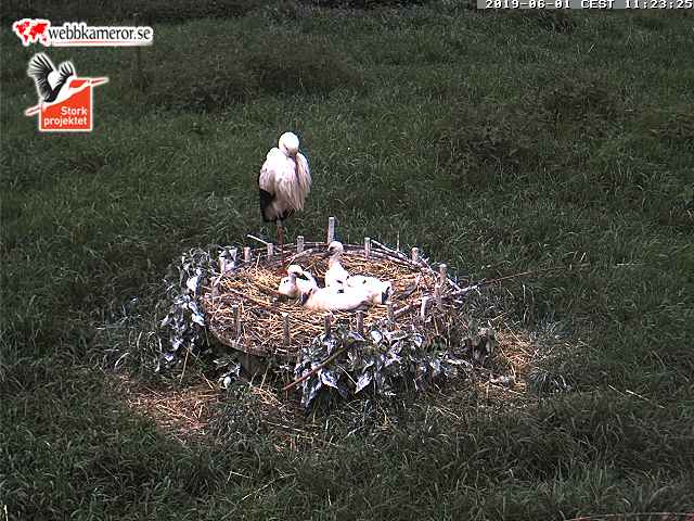 WStorkWatching's tweet photo. #Stork family of the Swedish Stork Project in #Fulltofta #Sweden :: Live: https://t.co/fOaD86zAEO :: #WhiteStorks #webcam #breedingseason #June #WSWW2019 https://t.co/0kbVqFwgBF