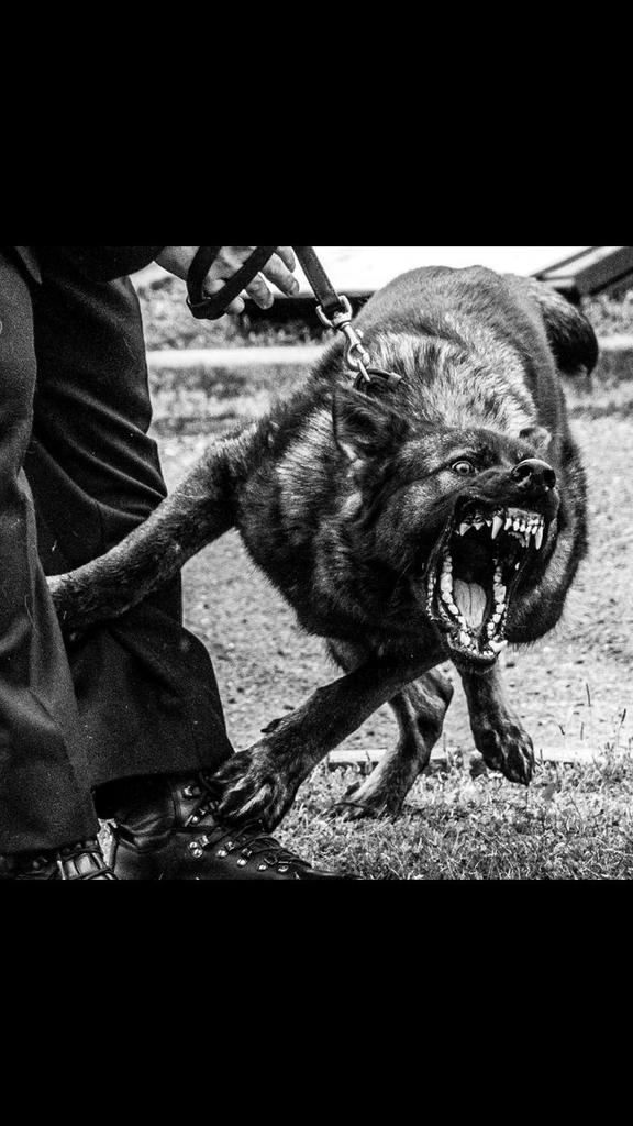 dodgiedave's tweet photo. My best mate's new PD! Just passed out. Cute little thing.... Well done @badmantrav https://t.co/xwg9SCPFLx