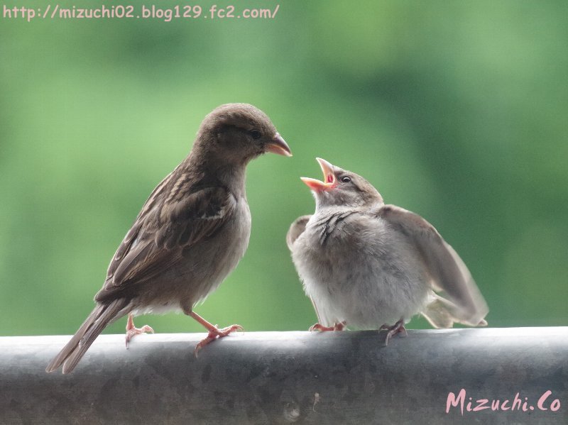 蛟 みずち 母親におねだりするイエスズメの巣立ち雛 5 30撮影 スイス 野鳥 スズメ 雛 T Co Dznwnydbf5 Twitter