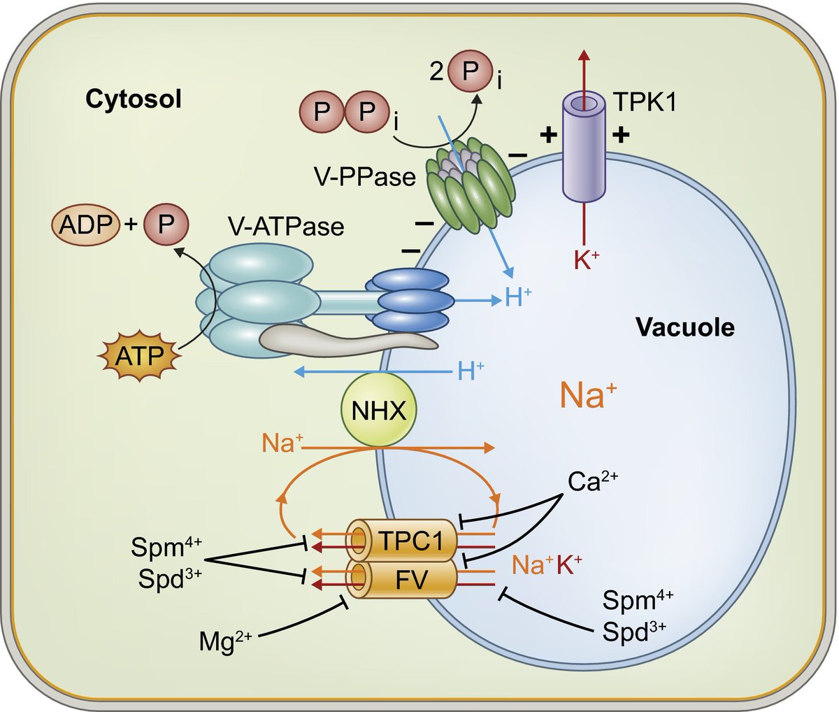 NewPhyt's tweet photo. The energy cost of the tonoplast futile sodium leak #Tansleyinsight https://t.co/t9H8phQGXN https://t.co/wU5oLHa6EA