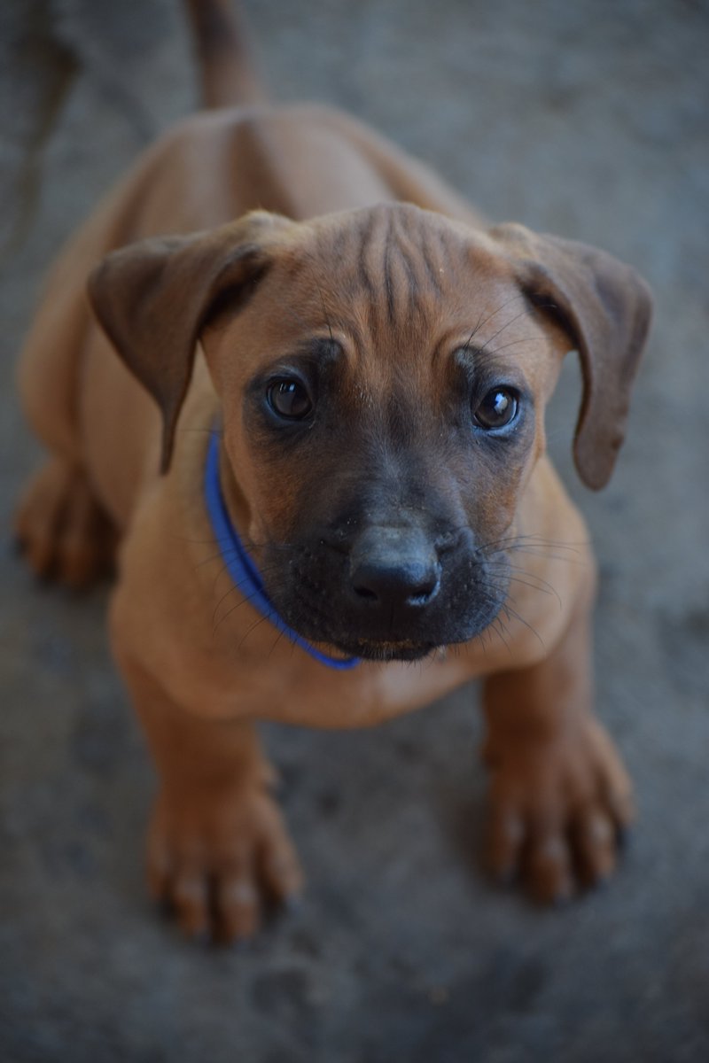 GurswinP's tweet photo. Just look at that face. Newsflash: Rhodesian Ridgeback puppies for sale. #PrinsRidgebacks #RhodesianRidgebacks #RidgebackPuppies https://t.co/KztxWdis8Q