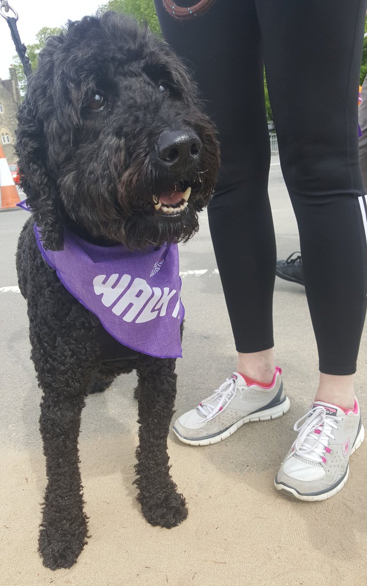 CCUKSouthWales's tweet photo. Say hi to Dusty the Labradoodle, everyone! 🖐🐶 #WALKIT #Swansea #DogsInBandanas #DogsAtWalkIt #Crohnscolitisuk https://t.co/EsY6kmyyIU