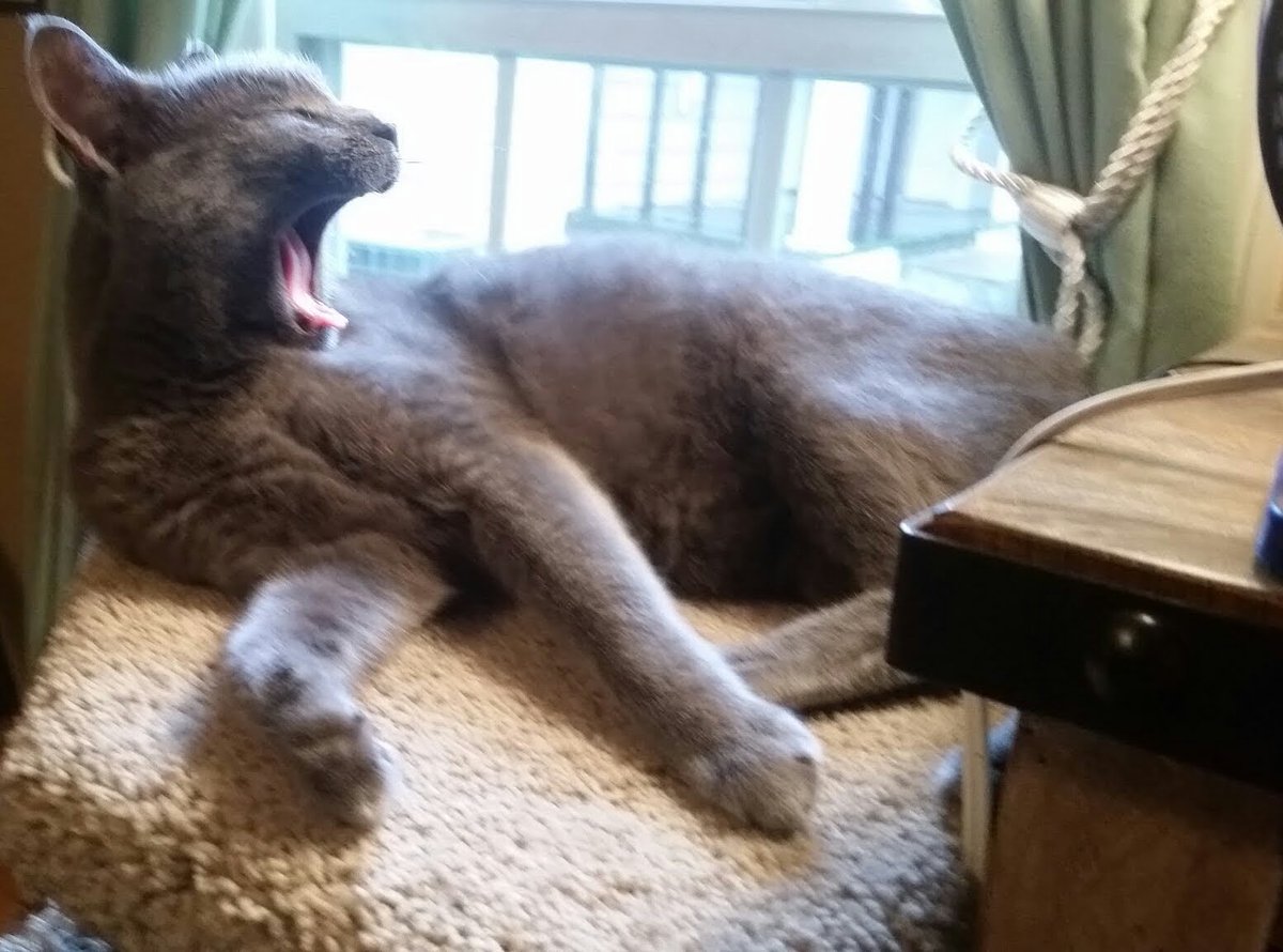 Blutospin's tweet photo. I wuz mad lazt nite so popz got a tazte ov my #FangsOfPain ! ๐ธ๐ #Fangalishous #poorPops ๐ญ #tuffKitty @ZombieSquadHQ @GregariousGus @Mygreatredmare @irisesther54 @3coolkatz @Aki_and_Kari @MillieOTLFP @mhmelbourne @Pixie_Tooth @TeddysFamiwy @TeddyTedaloo @PicklesBottom https://t.co/X6uTGa5cIl