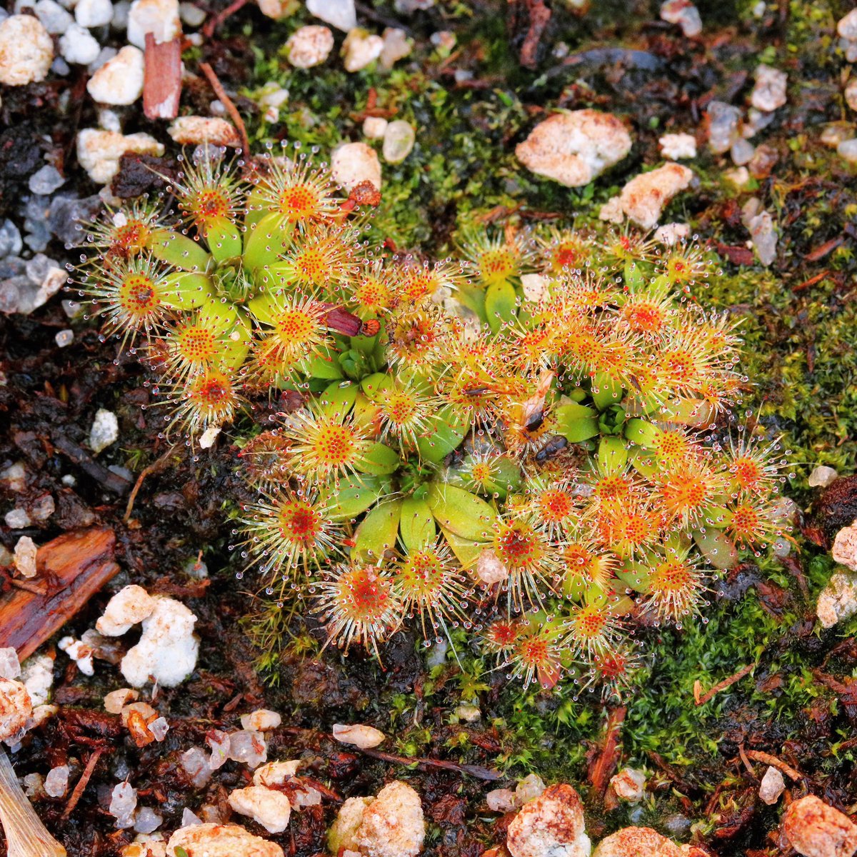jason_nge's tweet photo. Pygmy Drosera species doing well in cultivation and are producing gemmae at the moment.
.
 #Drosera #Droseraceae #pygmySundew #pygmyDrosera #carnivorousplants #westernaustralia #waflora #australiannativeplants #australianplants #ozplants #PerthFlora #botany #biodiversity #nature https://t.co/R5T3xX8FzV