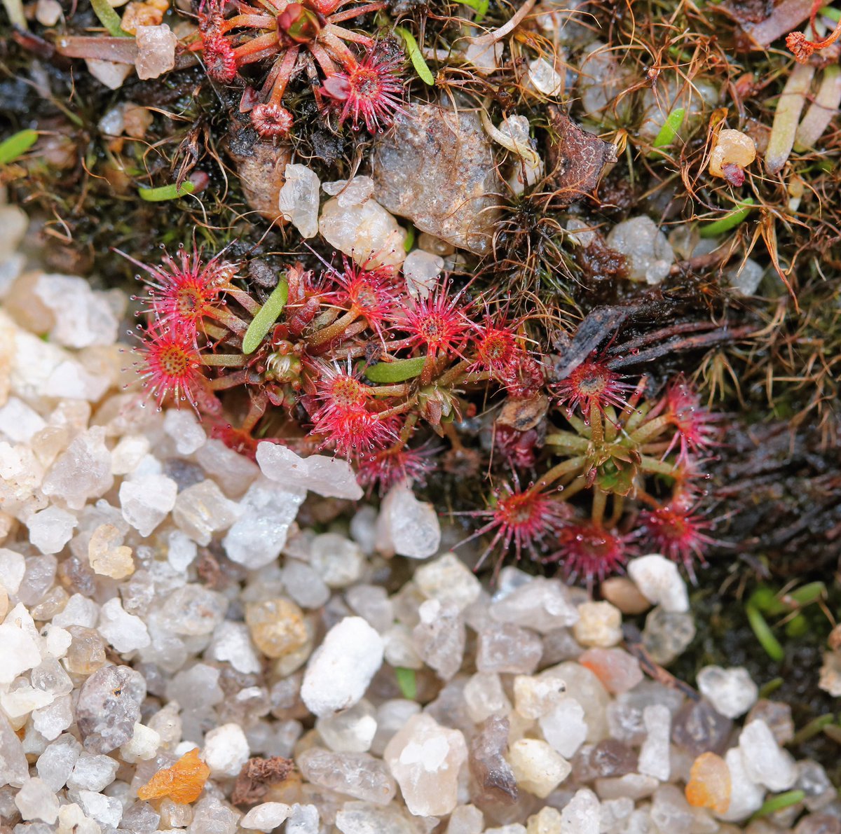 jason_nge's tweet photo. Pygmy Drosera species doing well in cultivation and are producing gemmae at the moment.
.
 #Drosera #Droseraceae #pygmySundew #pygmyDrosera #carnivorousplants #westernaustralia #waflora #australiannativeplants #australianplants #ozplants #PerthFlora #botany #biodiversity #nature https://t.co/R5T3xX8FzV