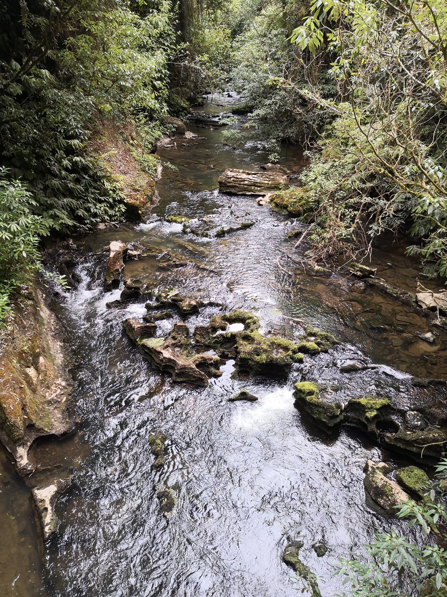jolee8's tweet photo. Spring.
πΈ at #RuakuriBushWalk with #HuaweiMate10Pro #noedit #nofilter.
#NZ #NewZealand #Waitomo #YesPureNZ #pureNZ #travel #nature #landscape #kiwi #roadtrip #nzmustsee #naturephotography #HuaweiPhotography #NorthIsland #Wanderlust #nzmustdo #landscapephotography #GOExploreNZ https://t.co/fiNLPkZaAB