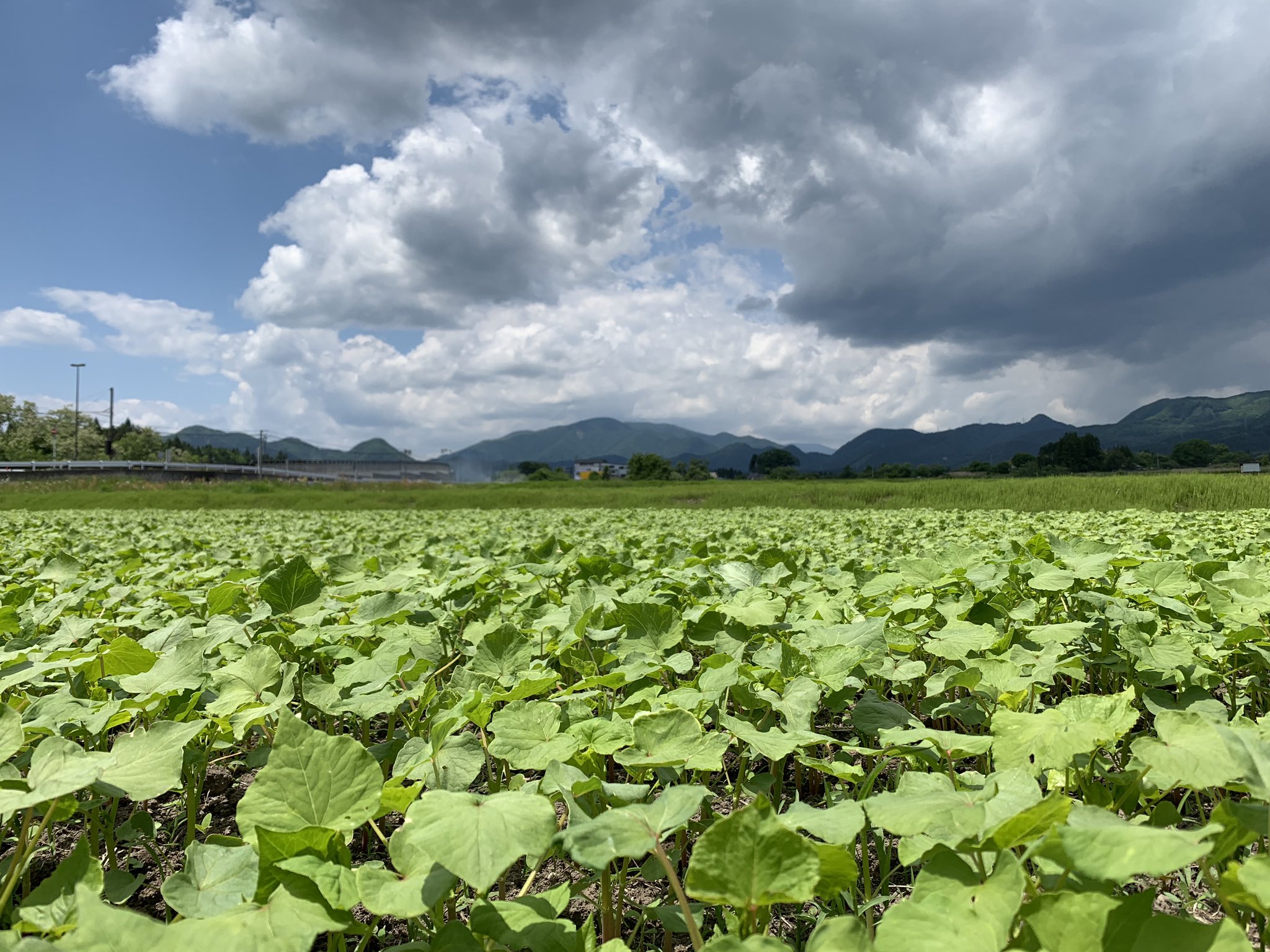 夏蕎麦順調に生育中です もうすぐ花の時期に入ります 蕎麦の花の白い絨毯を眺めながらお蕎麦いかがでしょうか Pic Twitter Com 19 06 01 大崎市鳴子 蕎麦 ガレット スイーツ 蕎麦カフェ田伝 でんでん