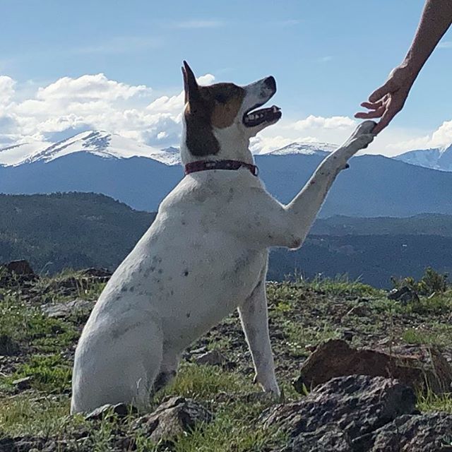 You are my everything ... Little Bauer Marvin Moe. <a href="/muthalucksta/">Lisa Sher</a> #wellness #boulder #rockymountains #wakeupyourpotential #dogs bit.ly/2MncJyk