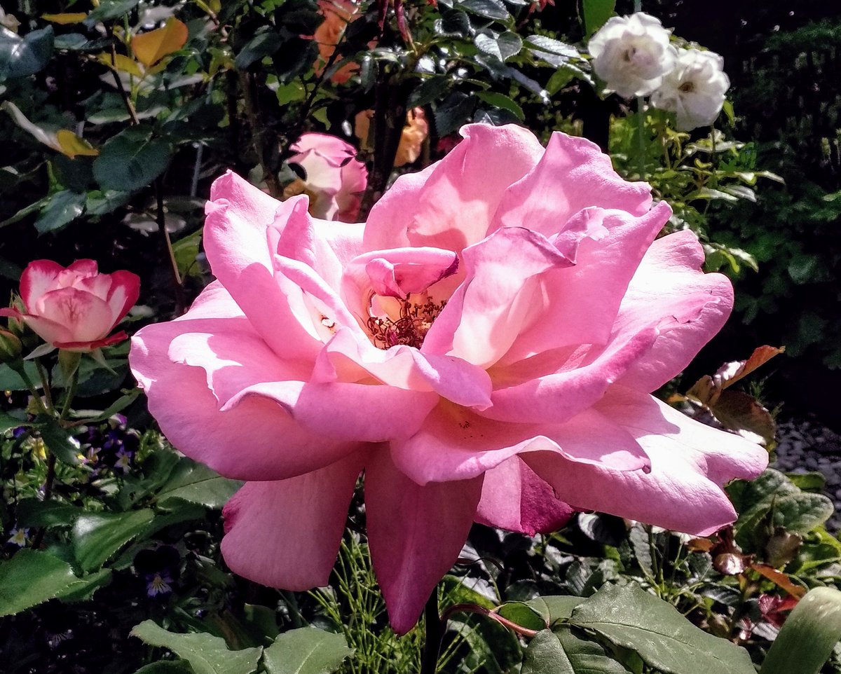 えぶりい 2xsnlr4tv87t9ba Twitter