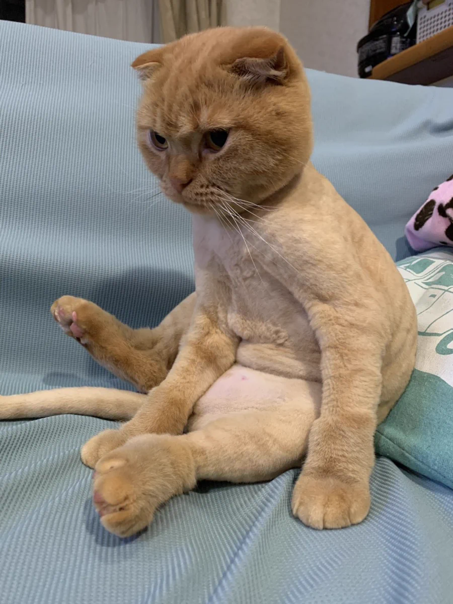 サマーカットされた猫がふてぶてしいwww中身おっさん入ってるでしょwww