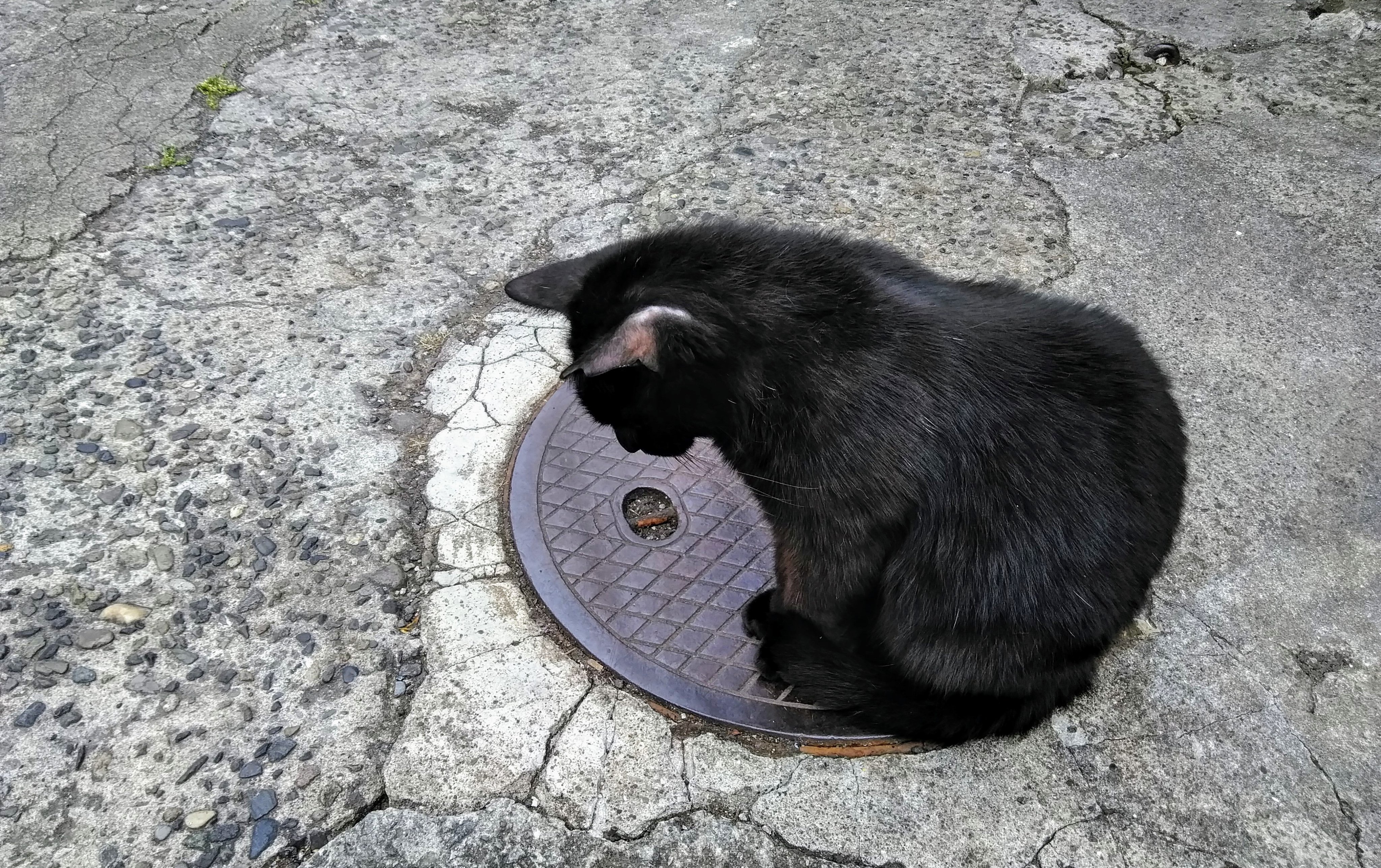 マンホールキャット 右上が当初の穴 目線に新たな穴 というかスキマ 黒ちゃんスキマ産業を狙う 神楽坂 黒猫 マンホール 19 06 01 神楽坂ねこの郵便局というなまえのお店