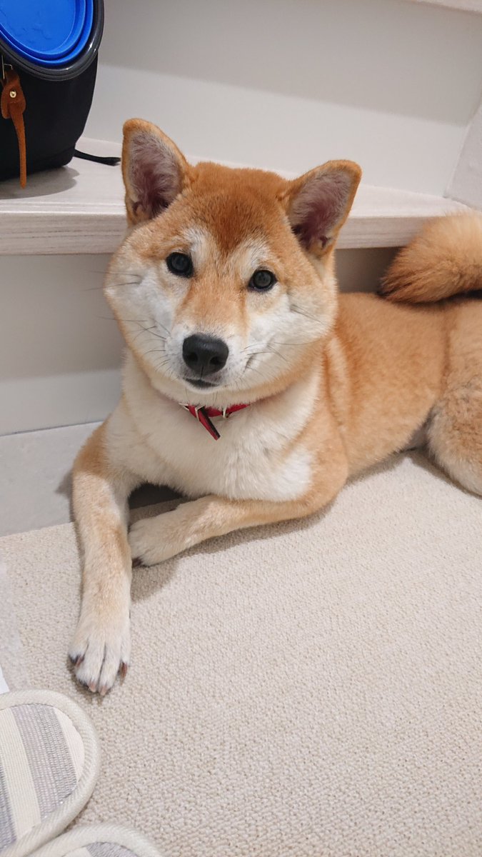 柴犬 花火 玄関でまったりくつろぐ花火 先日病院の先生が お猿さんみたいで可愛いね と 花火のカモメ眉を褒めてくれました 柴犬 カモメ眉選手権