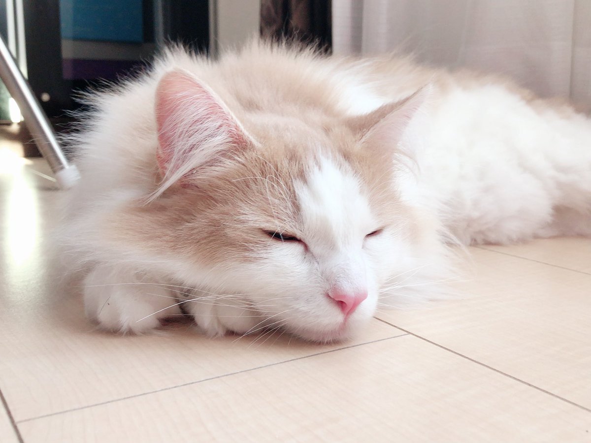 mk19970097's tweet photo. 僕もお姉ちゃんみたいに
カッコよく撮ってもらえたにゃ😼✨

イケメンかにゃ？😽

あ、あとの２枚は見ちゃダメだにゃ💦

#ノルウェージャンフォレストキャット 
#猫好きさんと繋がりたい 
#猫のいる暮らし https://t.co/ETTG3QI3qf