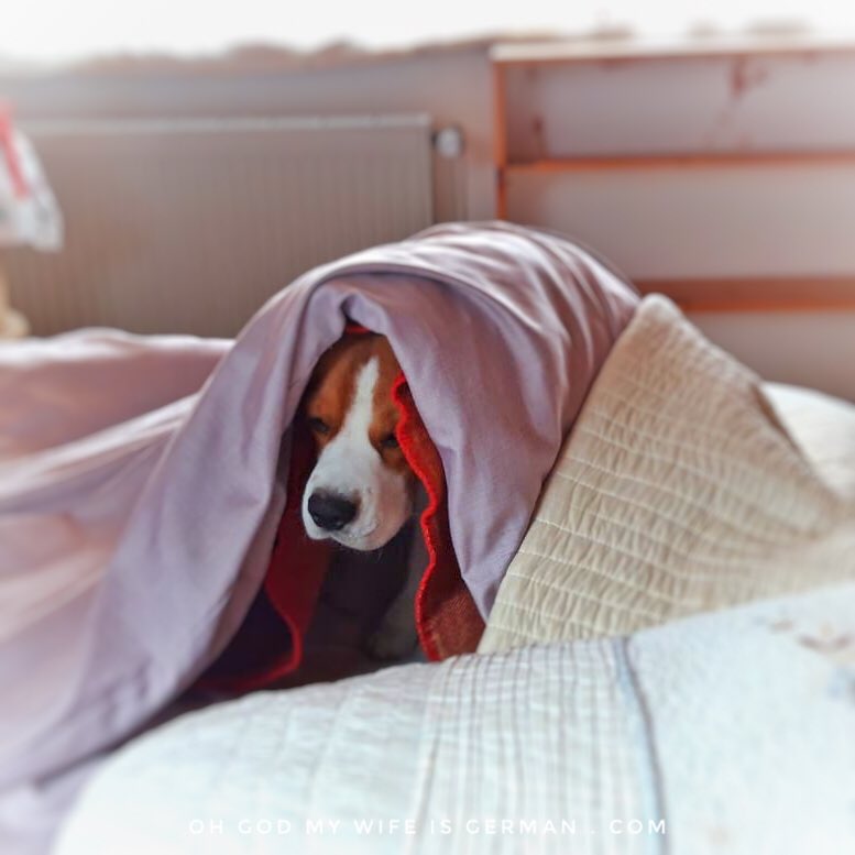 yetithebeagle's tweet image. The #Beagle rises...