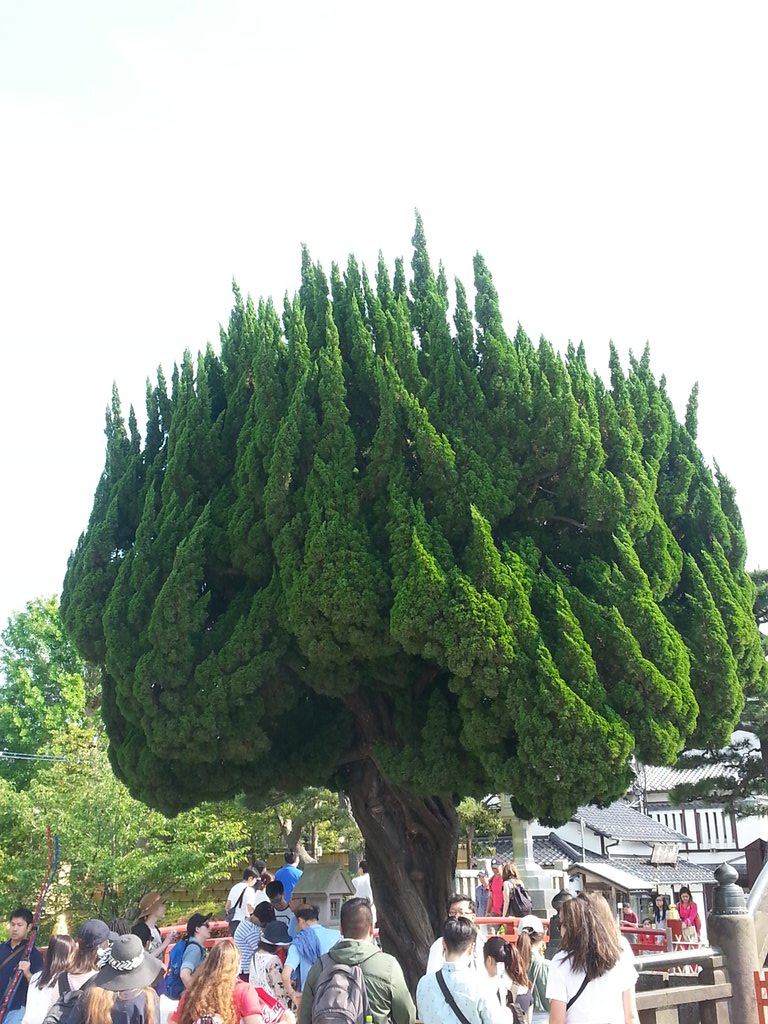 mitchell_epp's tweet image. I love these interesting trees with dense shapped branches. I wonder if they are native to Japan?#JILC2019