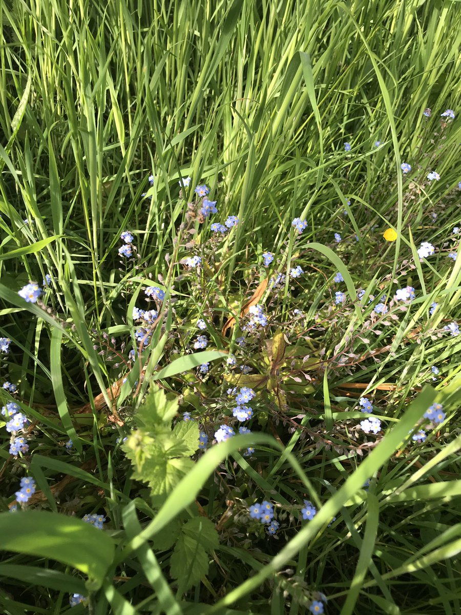 cappucinokid's tweet photo. A bit of an experiment, have left an area for #NoMowMay and have lots of #buttercups, #forgetmenot and #dogviolets but what is this yellow #wildflower? # https://t.co/3ERRgowMLx