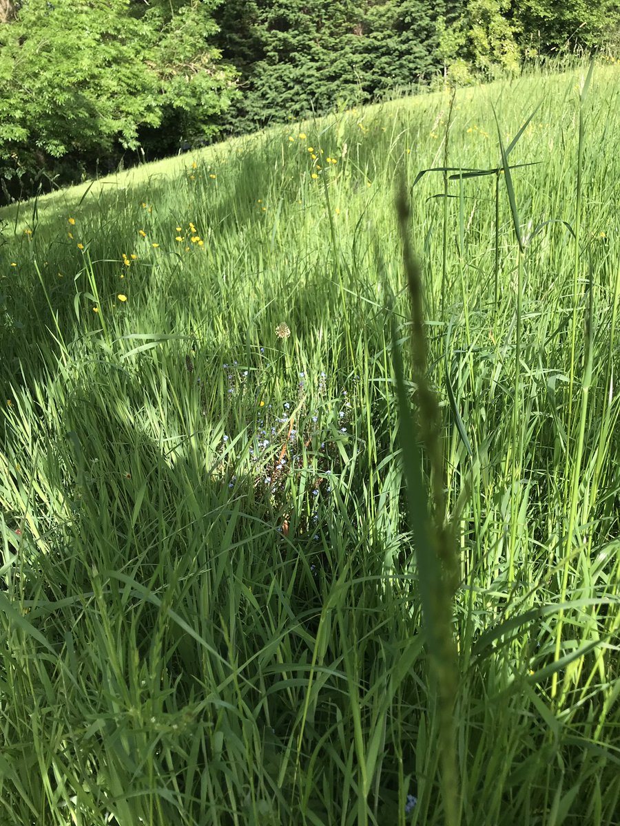 cappucinokid's tweet photo. A bit of an experiment, have left an area for #NoMowMay and have lots of #buttercups, #forgetmenot and #dogviolets but what is this yellow #wildflower? # https://t.co/3ERRgowMLx