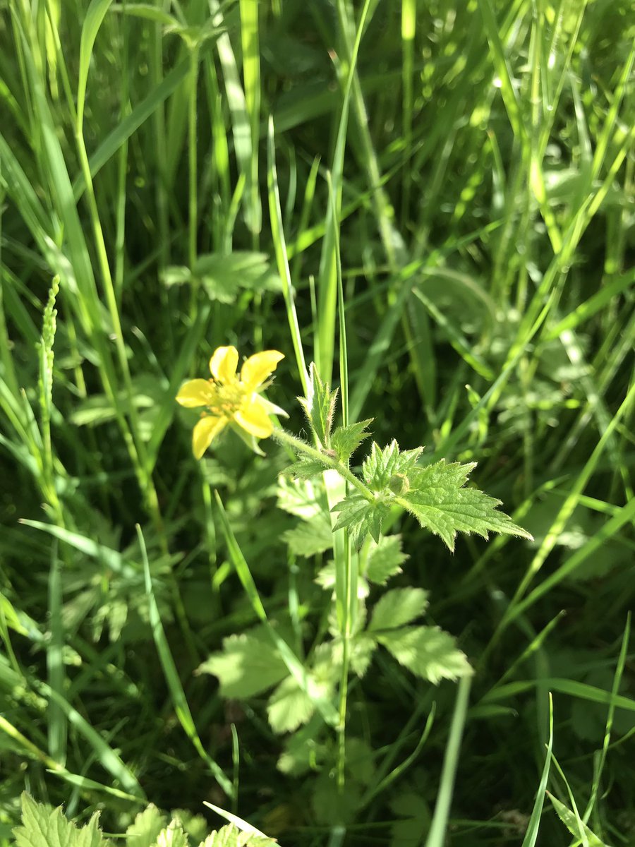 cappucinokid's tweet photo. A bit of an experiment, have left an area for #NoMowMay and have lots of #buttercups, #forgetmenot and #dogviolets but what is this yellow #wildflower? # https://t.co/3ERRgowMLx