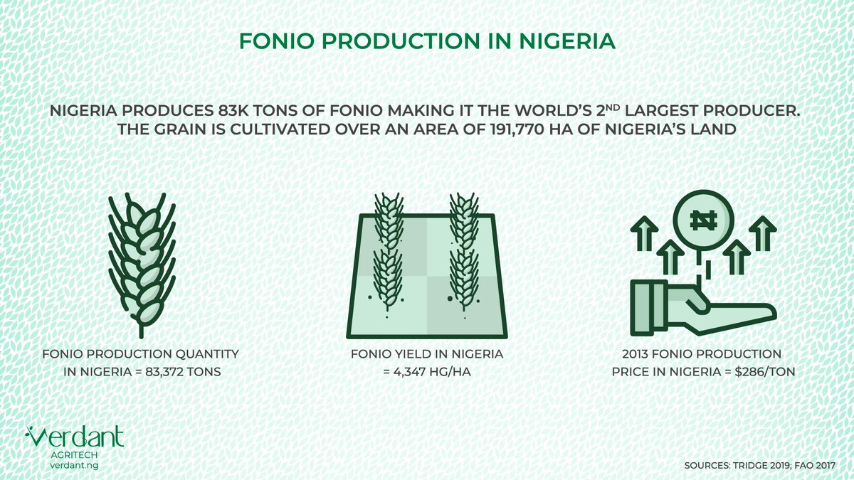 Nigeria produces 83K tons of fonio (hungry rice) making it the world's 2nd largest producer. The grain is cultivated over an area of 191,770 ha of Nigeria's land. 🌾

#agriculture #agritech #foodsecurity