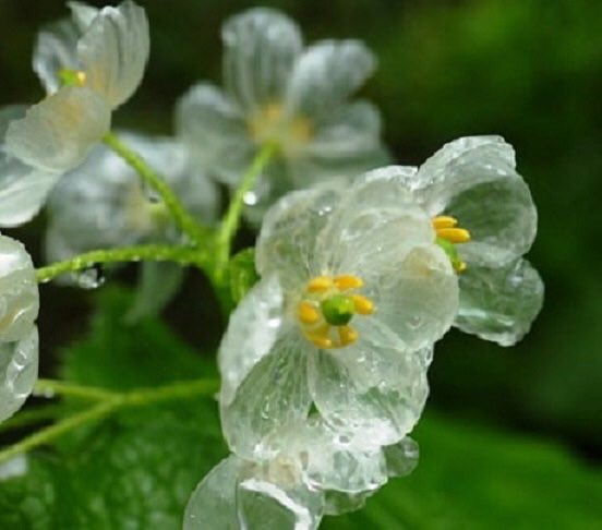 Honey Bee 透明になる不思議な花 開花時期は5 7月で ちょうど今頃 普段は2cmほどの白い花なのに 水に濡れると 花びらがだんだん透明になる不思議な花が 山荷葉 サンカヨウ 北海道から本州にかけて 山奥のやや湿った場所に自生 綺麗