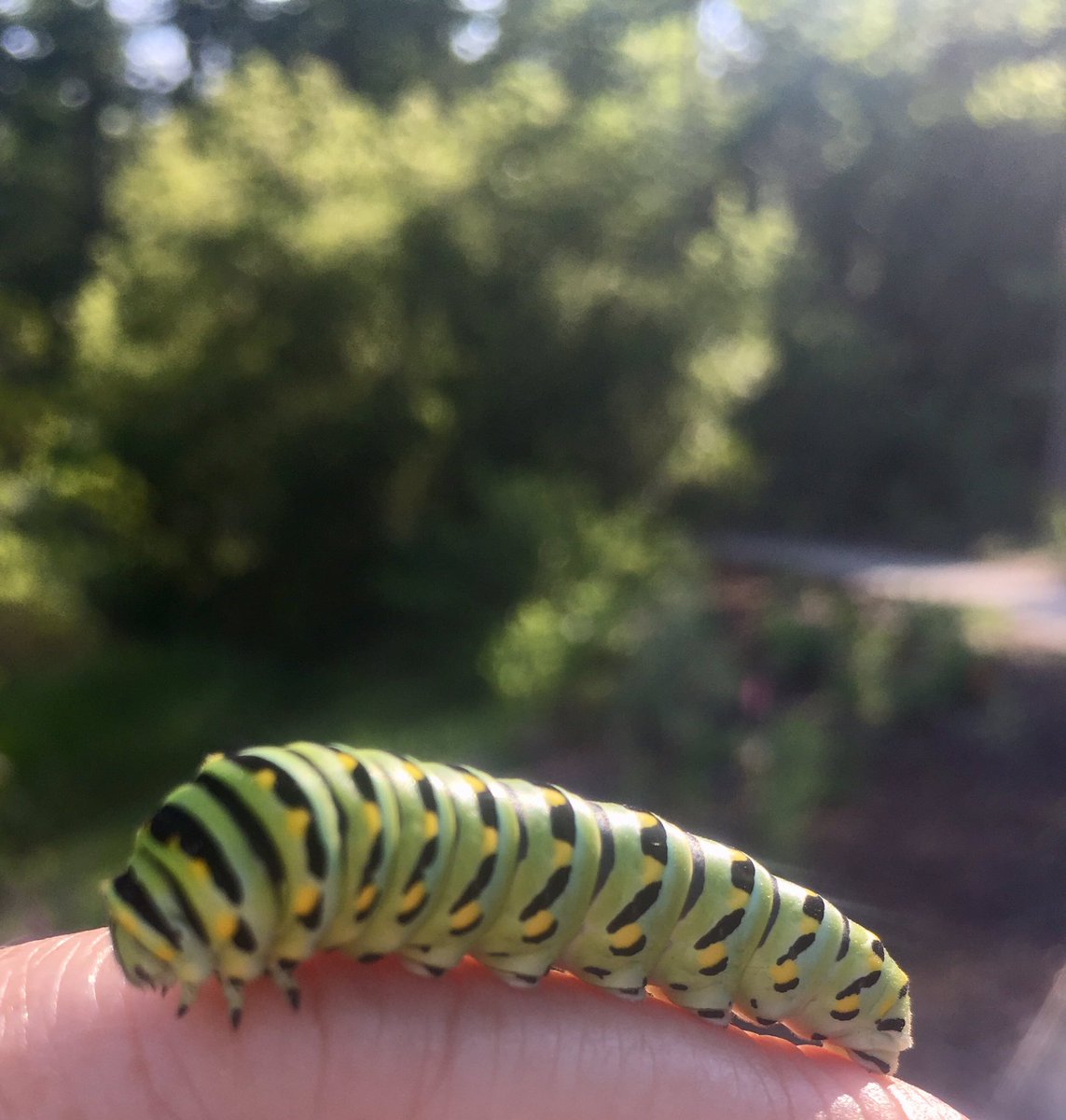 OnslowFarmersMarket tweet media