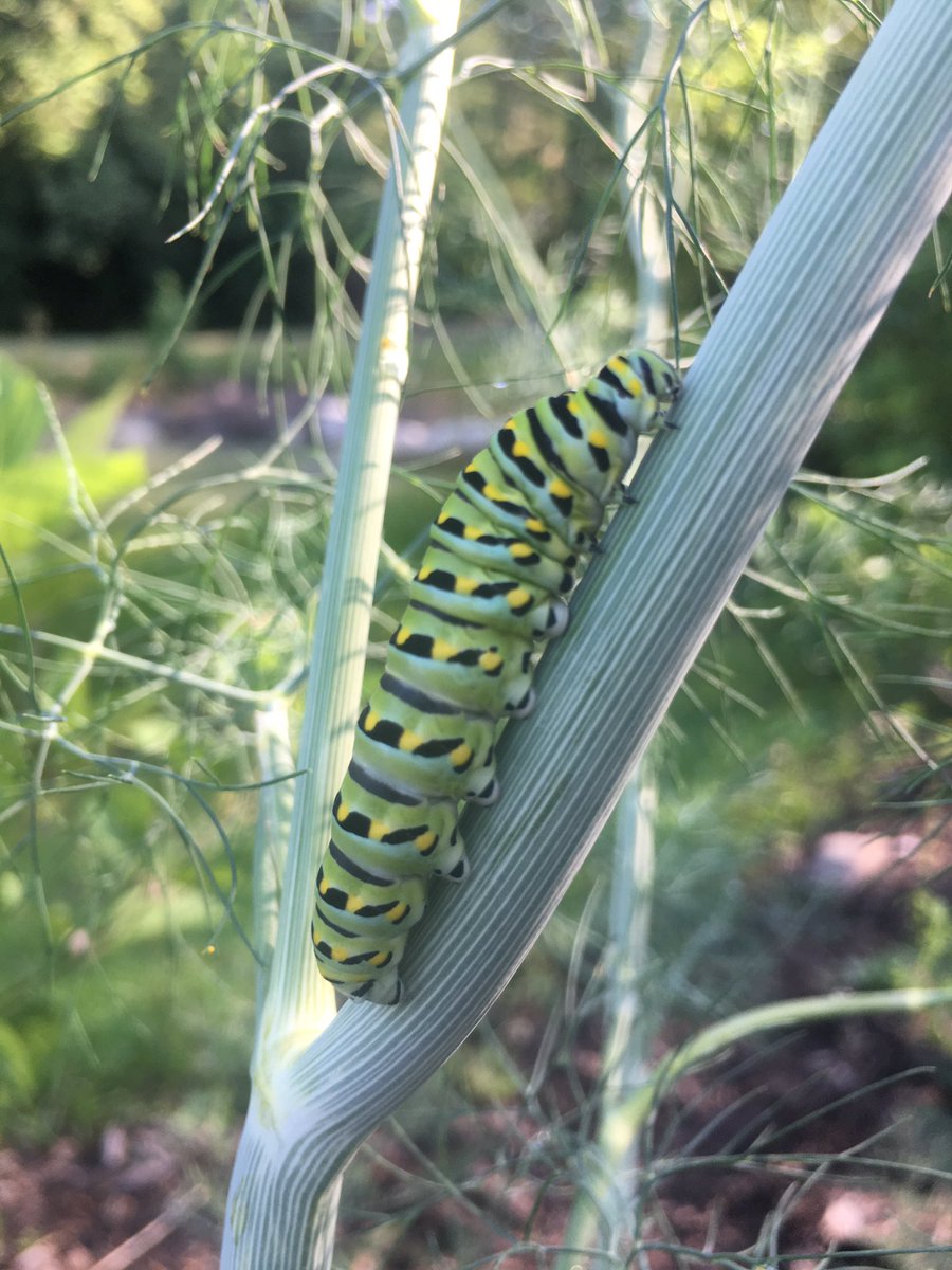 OnslowFarmersMarket tweet media