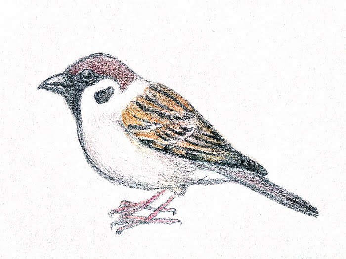 Twitter 上的 ばしこ 随分前に 鳥の描き方の本を見ながら描いたイラストを見つけました いまいち スズメは もっと可愛い生き物のはず スズメ 雀 鳥 色鉛筆画 T Co Txkagnieso Twitter