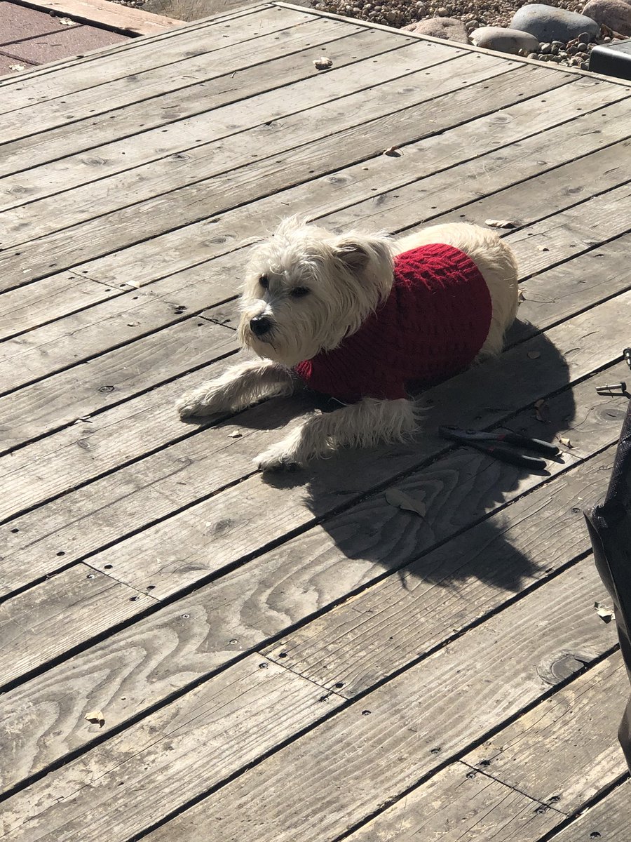 ACleanManor's tweet image. Best rescue dog ever! Such a special gift to our family. #beon9