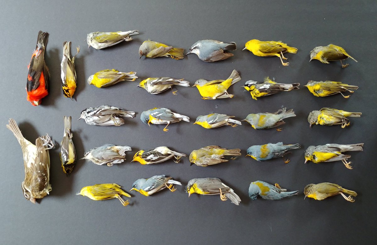 birdbike613's tweet image. Some of the dozens of #windowcollision victims we found yesterday. This is why we all need to advocate for #birdfriendly buildings, and take action to make our windows at home safe as well. Find out how: safewings.ca/best-practices