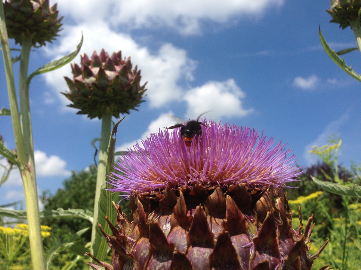 Vandaag vieren we #WereldBijenDag! Heb jij al bloemen in je tuin? Met onze gevarieerde bijenmengsels draag je bij aan de #biodiversiteit in je eigen omgeving. advantaseeds.nl/veldbloemen/bi…