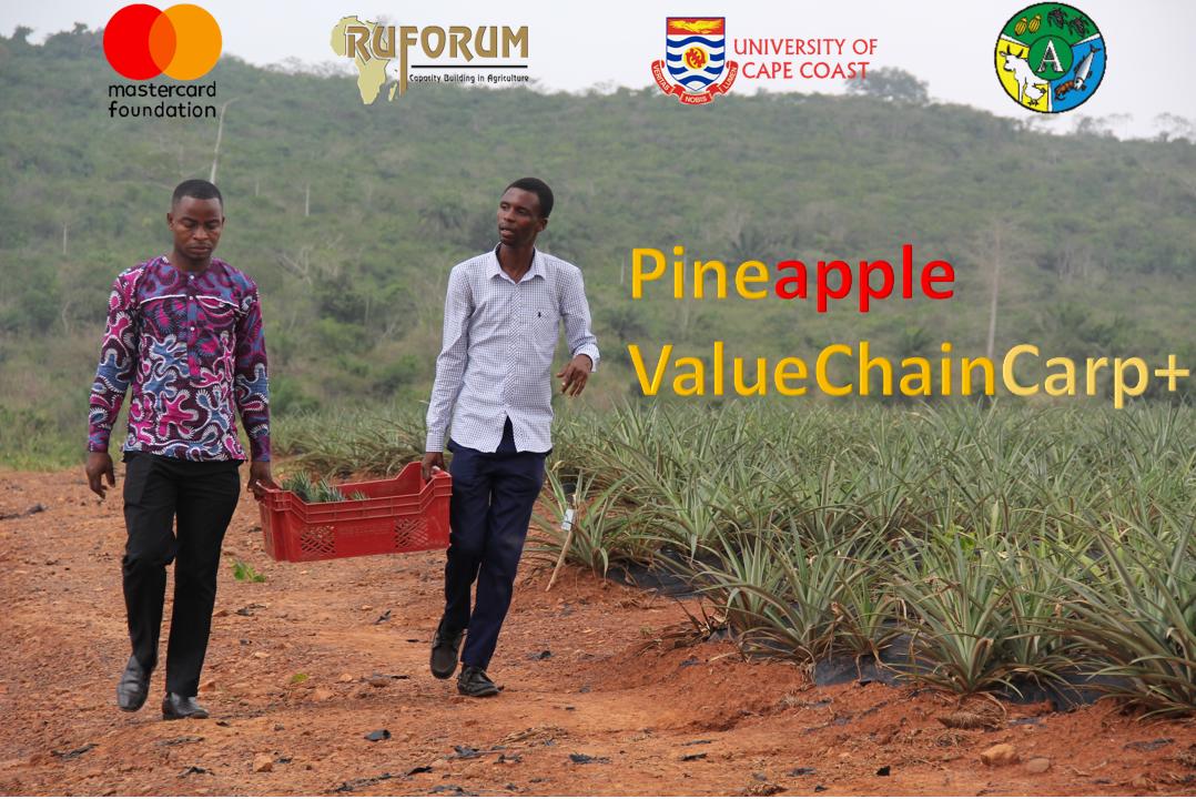 Pineapple Value Chain Project Carp+ Ghana tweet media